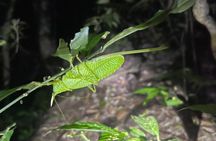 Walking Guided Tour in Monteverde Reserve