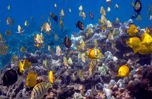 Turtle Town Clear Kayak and Snorkel Tour (7am-9:30am)