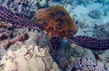 Turtle Town Clear Kayak and Snorkel Tour (7am-9:30am)