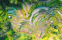 Ubud Village Sightseeing, Famous Paddy Field And Ubud Waterfall