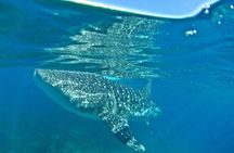Whale Shark Snorkeling, Kawasan Falls, Sardines Run from Cebu
