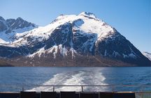Beiarfjord & Saltstraumen Cruise with Guide
