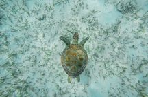 6 Hours Rose Island Tour with Snorkeling Experience and Lunch