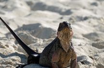 6 Hours Rose Island Tour with Snorkeling Experience and Lunch