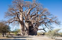 2 Days Camping Group Joining Tarangire Ngorongoro Crater Safari