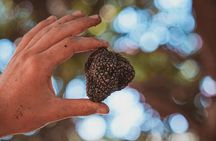 Truffle Hunting Tuscany Siena