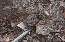 Truffle Hunting Tuscany Siena