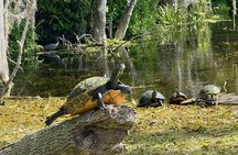 Guided Clear Kayak Tours on the Silver River