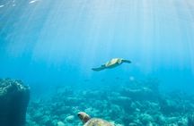Kauai's Ultimate Guided Shore Snorkel (NO BOAT): North Anini