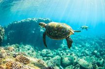 Kauai's Ultimate Guided Shore Snorkel (NO BOAT): North Anini