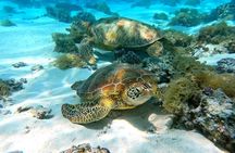 Eco Kayak Excursion in Moorea Lagoon for a Day