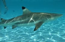 Eco Kayak Excursion in Moorea Lagoon for a Day