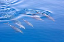Port Stephens Experience: Incredible Adventure, Wild by Nature