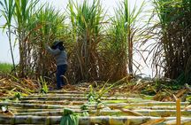 Chalong Bay Rum Distillery Experience