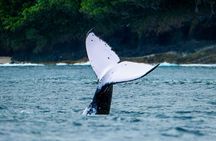 Half Day Whale Watching in a Small Shared Group