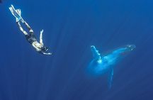 Half Day Whale Watching in a Small Shared Group