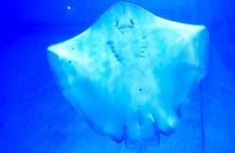 Hurghada Grand Aquarium Entry Ticket and Tour