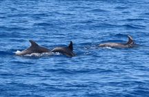 3 Island Luxury Cruise with 4 Swimming Stops with Captain Morgan