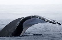 Watch and Swim with Humpback Whales in Moorea