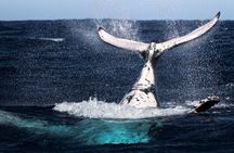Watch and Swim with Humpback Whales in Moorea