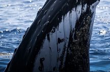 Watch and Swim with Humpback Whales in Moorea