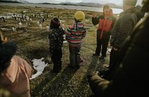 Walking with Penguins in Ushuaia Hammer Island - Terrestrial
