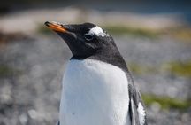 Walk with Penguins on Martillo Island, Ushuaia