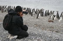 Walk with Penguins on Martillo Island, Ushuaia