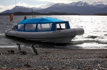 Walk with Penguins on Martillo Island, Ushuaia