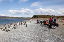 Walk with Penguins on Martillo Island, Ushuaia