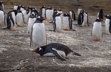 Walking with Penguins in Ushuaia Hammer Island - Terrestrial