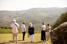 Winery tour & wine tasting in Montalcino
