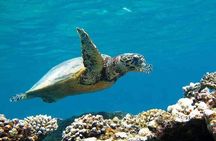 Marsa Mubarak Epic Snorkeling Adventure Lunch & More – Marsa Alam
