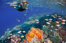 Open Top Mustang Tour with Snorkel and Lunch in Cozumel