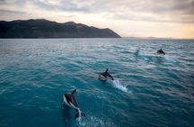 Kaikoura Dolphin Encounter Luxury Small Group Tour