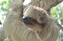 Sloth and Monkey Sanctuary Excursion in Roatan