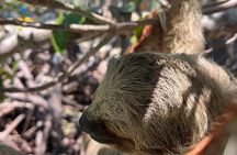 Sloth and Monkey Sanctuary Excursion in Roatan
