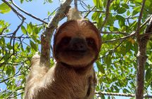 Sloth and Monkey Sanctuary Excursion in Roatan