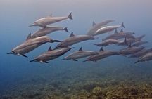 Try Scuba Diving in Kauai: No Experience Needed