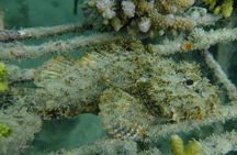 Guided Snorkeling and Island Exploration in Auckland
