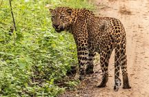 Yala Full Day Safari Tour from Hambantota Port
