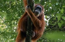 2 Days Ethical Jungle Trek in Sumatra