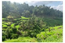 Monkey Forest Ubud Half day Tour