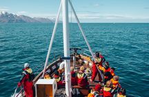 Húsavík Whale Watching Tour, family owned and operated 