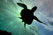 Try Scuba Diving in Kauai: No Experience Needed
