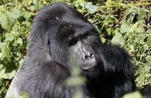 3 Day Uganda Gorilla Trekking and Batwa Pygmies Experience
