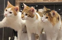 Cat Cafe & Bar Private Tour in Yanaka & Yushima