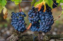 from Rome Montepulciano and Montalcino, the Wine Routes