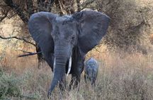 2 days private safari to the Serengeti and Ngorongoro Crater