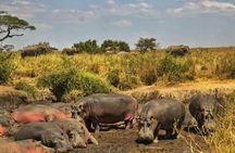 2 days private safari to the Serengeti and Ngorongoro Crater